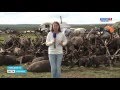 "Россия-1 Нарьян-Мар HD" День оленя на Канине. Кочевники отметили главный праздник.