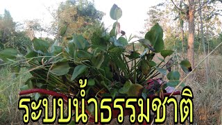 รักษาดูแลต้นไม้หน้าแล้ง//สวนป่าไม่มีระบบน้ำ//Activities in our Farm