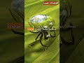 عنكبوت الماء مخلوقات عجيبة