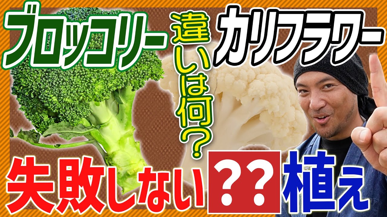 【中古】 作型を生かすブロッコリー・カリフラワーのつくり方/農山漁村文化協会/田中喜市 Home Gardening] The Unknown History of Broccoli and Cauliflower! A