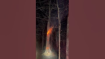 Firefighters Cut Down Tree Burning From the Inside || ViralHog
