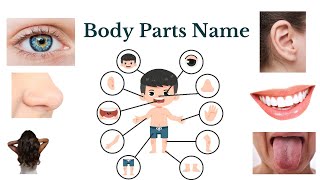 Body Parts Name| Body Parts Name in English| Body Parts Name for kids| body parts