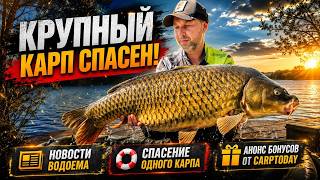 Поймали карпа с двумя крючками и провели операцию! Карпфишинг на водоеме РСК Павловский 2026!