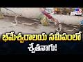 Vemulawada Temple: భీమేశ్వరాలయ సమీపంలో శ్వేతనాగు! - TV9