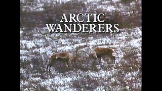 Arctic Wanderers (1992)