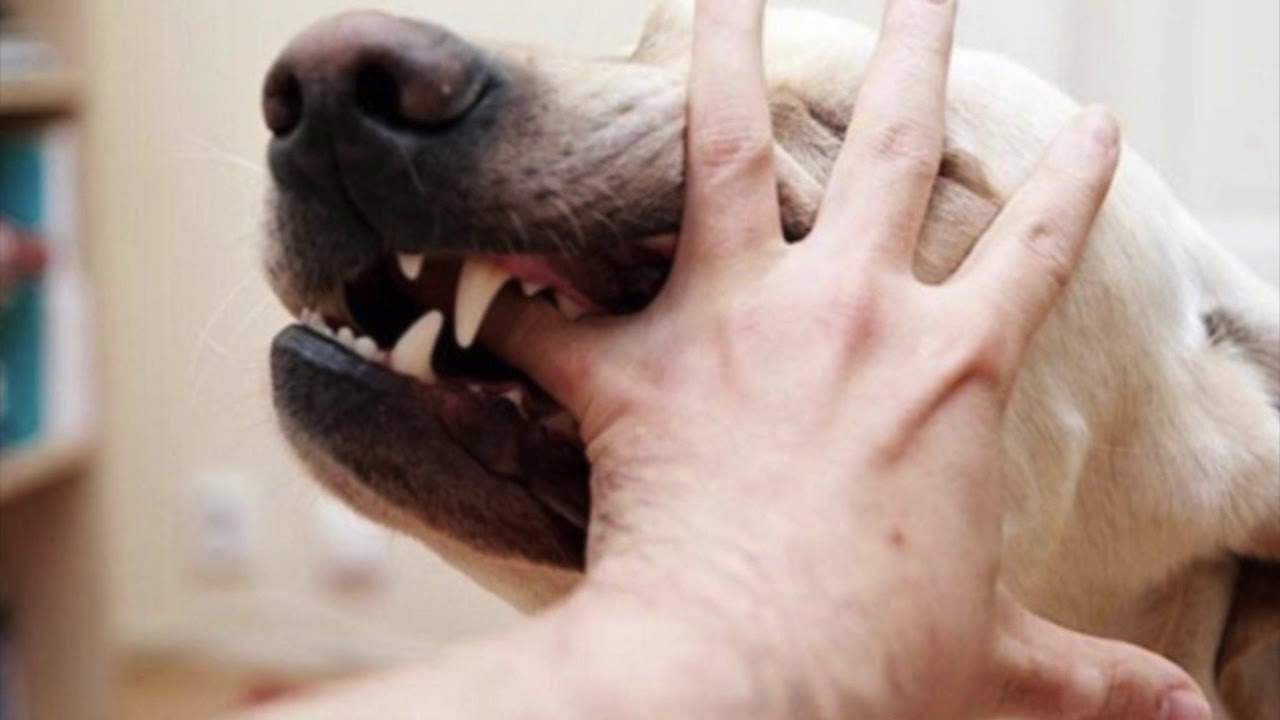 हो रहे हैं चौंकाने वाले खुलासे, हर दूसरे छात्र को बाटी मोटी रकम; Rabies