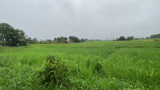 Nanay & Tatayβs Richfield farm #rice #farming #shortvideo #fyp #farming #farmer #nature #satisfying