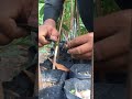 Grafting technique #shorts