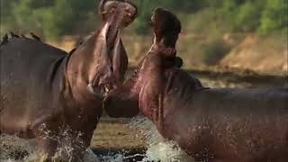 nature makes you happy BBC earth