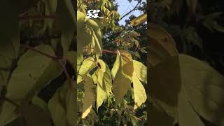 Fall Begins With Temperatures Above 20 C