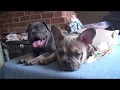 Puppy french bulldog francais 18 weeks blue  tan and blue fawn