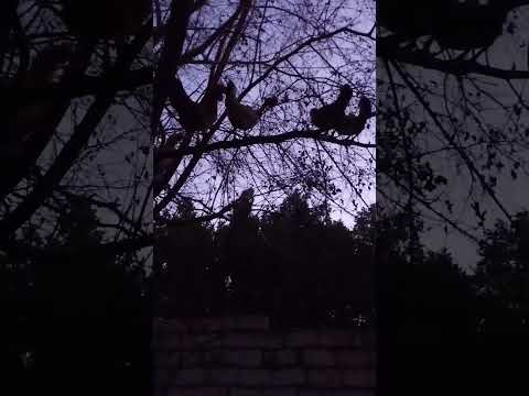 الديك بيدن في الفجرية