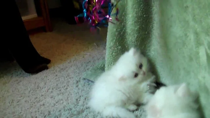 Watch the video about Paz4PlayCattery.com Paisley Pure White Persian With Blue Eyes