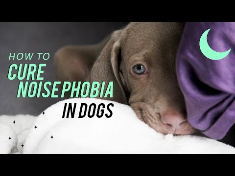 How To Cure Noise Phobia In Dogs | How To Protect Dogs From Loud Noise