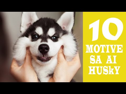 Video: Cât Costă Un Câine Husky