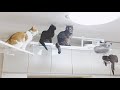 え?多すぎない? 透明キャットウォーク