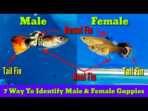 Comment distinguer les guppys mâles des femelles