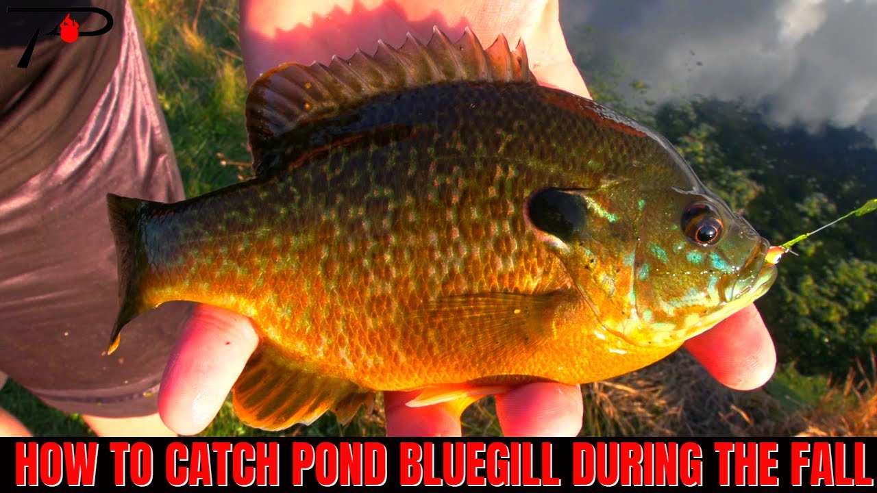 How to Catch Bluegill During the Fall 