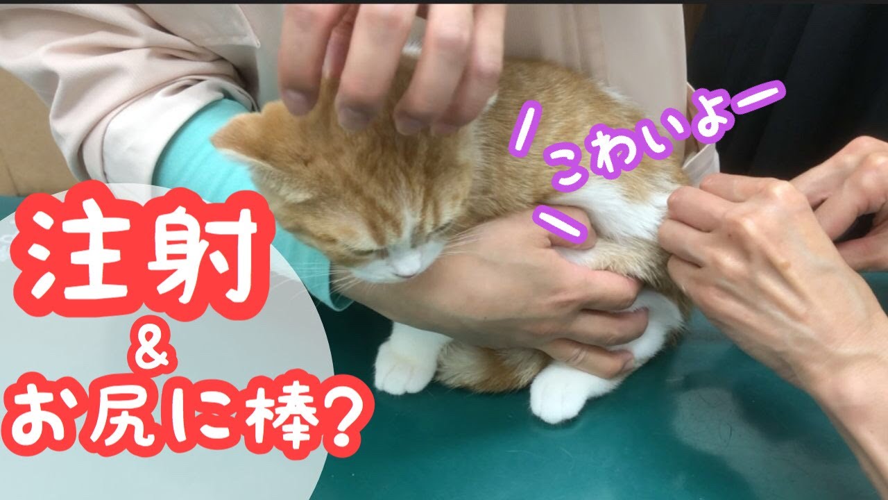 病院でワクチン注射 お尻に棒を突っ込まれて スコティッシュフォールド Asatte Jp