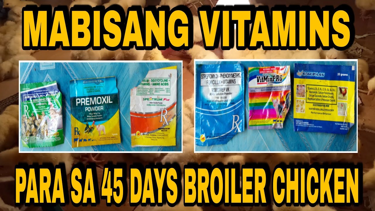 MGA DAPAT IPAINOM NA VITAMINS PARA SA 45 DAYS CHICKEN GAMOT SA SIPON mga-dapat-ipainom-na-vitamins-para-sa-45-days-chicken-gamot-sa-sipon