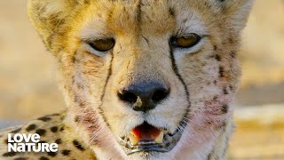 Twin Cheetahs Must Work Together to Hunt Impala | Love Nature