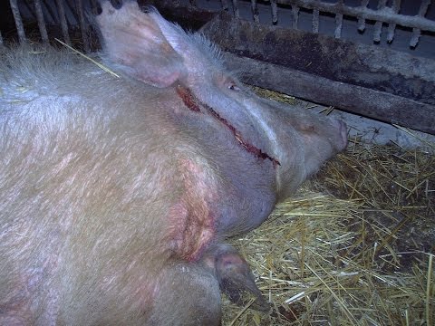 Рожа свиней. Вакцинация. Swine erysipelas. Vaccination.