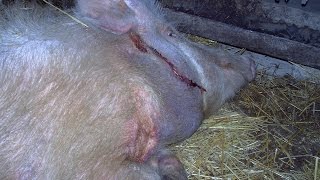 Рожа свиней. Вакцинация. Swine erysipelas. Vaccination.(В видео мы поговорим о вакцинации свиней против такой широко распространенной инфекции, как Рожа. Мы будем..., 2015-03-13T20:00:23.000Z)