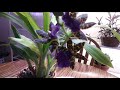 Zygopetalum в домашних условиях