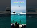 スカイロケット失敗しちゃった～ #Shorts #鴨川シーワールド #スカイロケット #シャチパフォーマンス #kamogawaseaworld ##鴨シー
