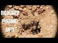 Bicolored Pyramid Ants