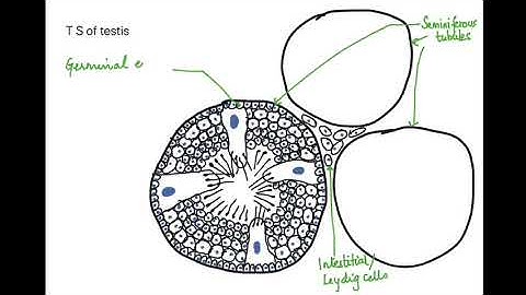 HOW TO DRAW T S OF TESTIS : CH-3 CBSE/ISC/NEET - 12