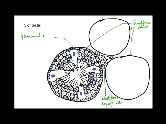 Shemale Internal