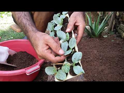 Vídeo: Plantando Mudas De Abobrinha