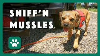 Sniffing Out Zebra Mussels