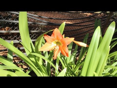 Vídeo: Astrantia (58 Fotos): Variedades E Espécies Com Nomes, Plantio E Cuidado De Uma Flor Em Campo Aberto, Descrição De Plantas Herbáceas 