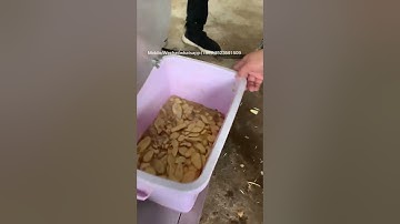 fresh ginger slicer machine/fresh ginger cutting machine