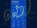 stomach picture no copy from another source #hyperlipidemia #automobile