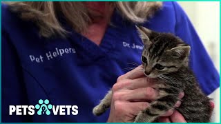 Rescuing Abandoned Dogs and Saving a Sick Kitten - Heartwarming Shelter Stories