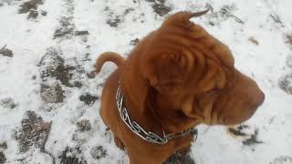 Собаководство и Кинология.Все о самой лучшей породе ШАР-ПЕЙ 2018 All about the Shar-Pei dog