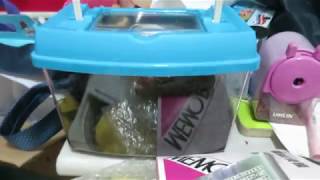 雞母蟲日記 終於... MVI 0655