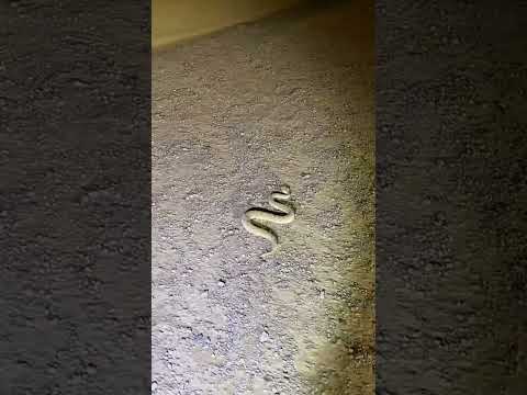 افعى ام جنب تهاجم بسرعة فائقة التغطيه حيه ثعبان   