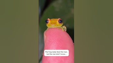 He Found Frog Eggs… and Raised Them Into Frogs! 🐸 #nature  #froglife
