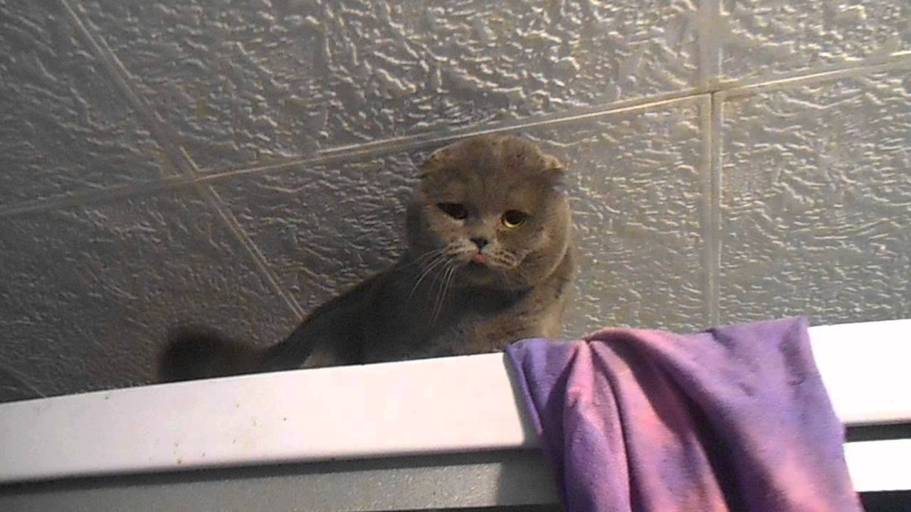 говорящий кот месси видео