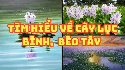 tìm hiểu về các  cây lục bình, cây bèo tây