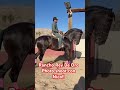 Warlander, photo shoot at my Rancho with Nico… Rancho Rey De Oro, Las Vegas Nevada #frisianhorse