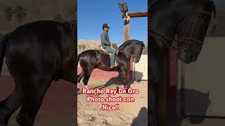 Warlander, photo shoot at my Rancho with Nico… Rancho Rey De Oro, Las Vegas Nevada #frisianhorse