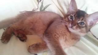 Самые милые котята Самые милые котята