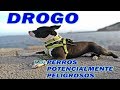 Drogo 🐕, un perro ¿"Peligroso"? 🛂