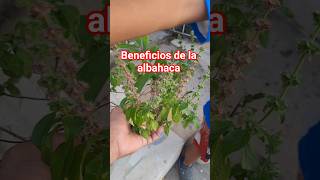 la albahaca