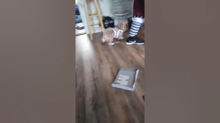 Kings New shoes